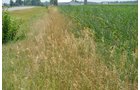 Property photo 5 - 51.5 Acres Offered in 5 tracts, 2 Farm Sites